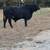 Bull for Sale 2 thumbnail