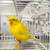 Canaries 1 thumbnail