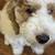 puppy 10 thumbnail