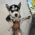Husky puppies rehoming 8 thumbnail
