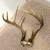 10 Point Whitetail Deer Antlers 2 thumbnail