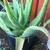 ORGANIC ALOE VERA 2 thumbnail