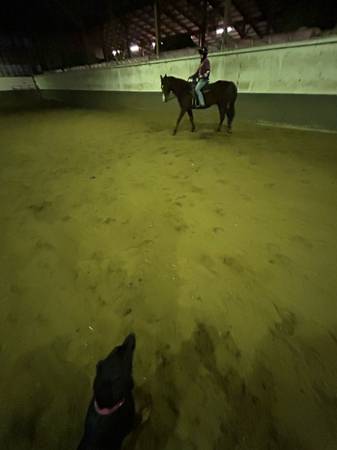 Lecciones y arriendos de equitación! (Portland)63842374120579123