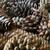 Pine cones = All varieties 3 thumbnail