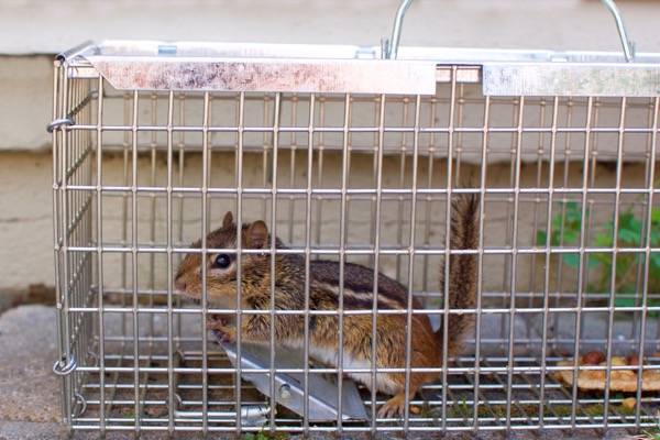 Chipmunk Trap Wanted 1