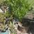 Multi Family plant sale (Livermore) 14 thumbnail