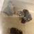 Turkey chicks 6 thumbnail