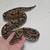 large ball python with 55 setup 1 thumbnail