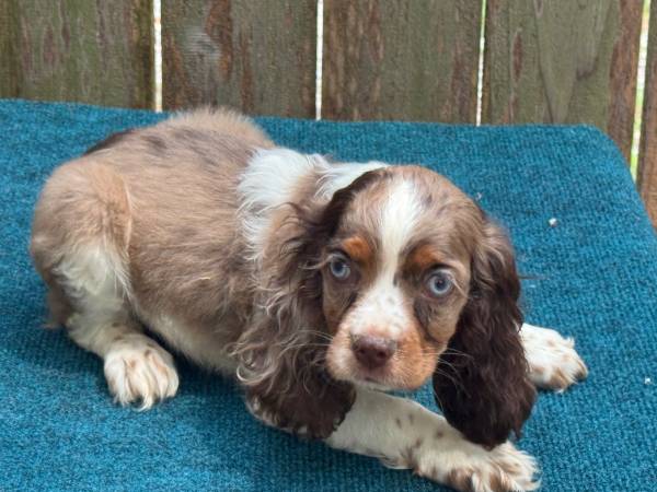 Cockerspaniel puppies63416390898179123