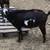 ADGA Nigerian Dwarf Does & Homemade Natural Goats Milk Soap 4 thumbnail