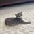 Adorable Kittens 1 thumbnail