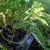 Swiss Cheese Plant-Monstera 8 thumbnail