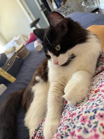 Sweet Cat Is Looking To Be Adopted (hayward / castro valley)63683376851585122