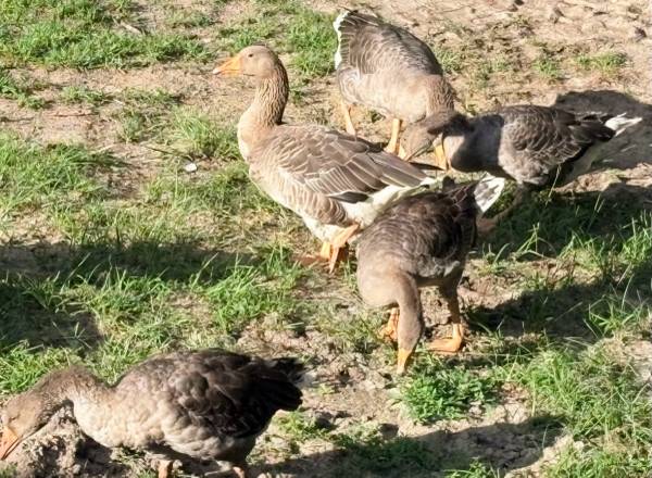Pilgrim Geese 1