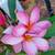 Plumeria Multi-Branched Pink, Dark Pink Flowers 11 thumbnail