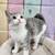 Kitten Scottish Female Cat Kitten Scottish Playful Healthy Lovable 5 thumbnail
