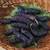 10ft Pakistani Mulberry Tree 2 thumbnail