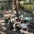 Muscovy ducks 4 thumbnail