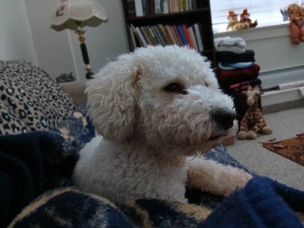 Seeking a dog sitter 1