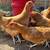 CHICK SPECIAL!!! Chicks & Almost Laying Hens 2 thumbnail