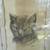 1890 Anna Dell Morgan Dog and Cat Drawing 3 thumbnail