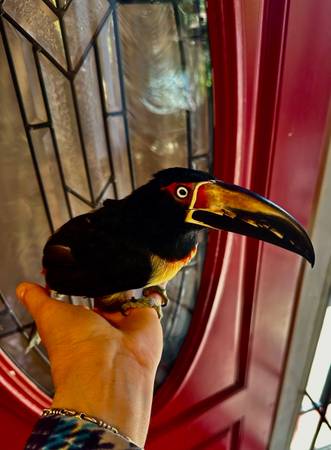 Collard aracari …parrot  , parrots 1