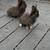 Bunnies 11 thumbnail