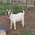 BOER BILLIES FOR SALE 80 - 100+ lb 10 thumbnail