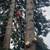 Arborist for hire 7 thumbnail