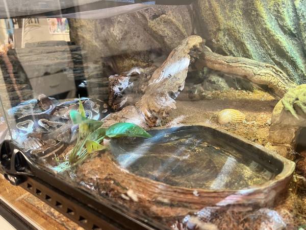 rehoming ball python with tank, lights, accessories (menlo park)63861571277313124