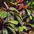 Beautiful Decoratives!!!!! 14 thumbnail