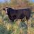 Registered SimAngus Bull 1 thumbnail