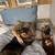 Alaskan Malamute 2 thumbnail