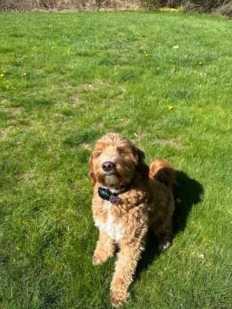 Pato Doodle Desaparecido (Dover)63843455594881120