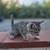Working Barn Cats 2 thumbnail