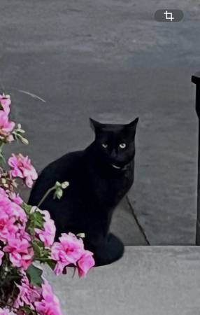 Lost black cat590001695087011841