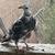 White Homing Pigeons. Wedding Doves 5 thumbnail