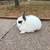 Netherland Dwarf Rabbits 1 thumbnail