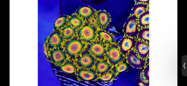 Rastas Zoas Coral 1