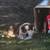 Australian Shepherd/Pitbull mix 8 thumbnail