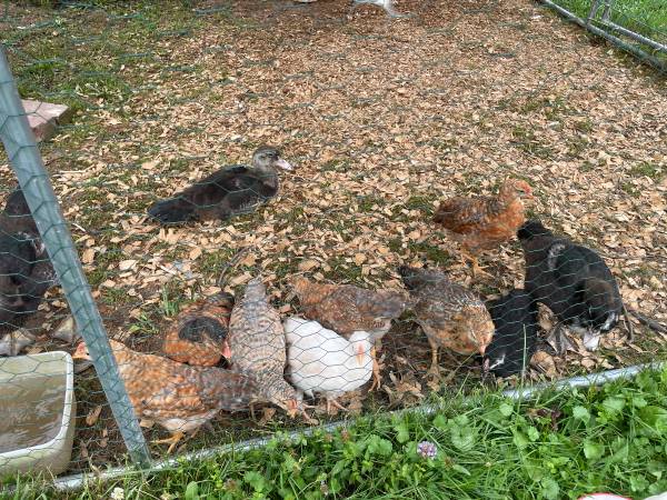 Free roosters 1