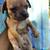 Pug/Dapple Chiweeni mix  OBO/OMO 9 thumbnail