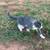 Kitten 3 thumbnail