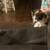Kittens 4 thumbnail