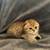Adorable kittens 7 thumbnail