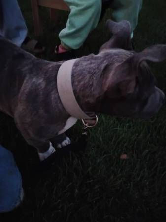 Pitbull bully (Quincy)63761970878723121