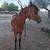 Caballlo 6 thumbnail