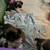 Shih Tzu pups rehoming 2 females 8 thumbnail