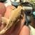 Reptile rehoming 4 thumbnail