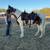 Gaited Gelding 2 thumbnail